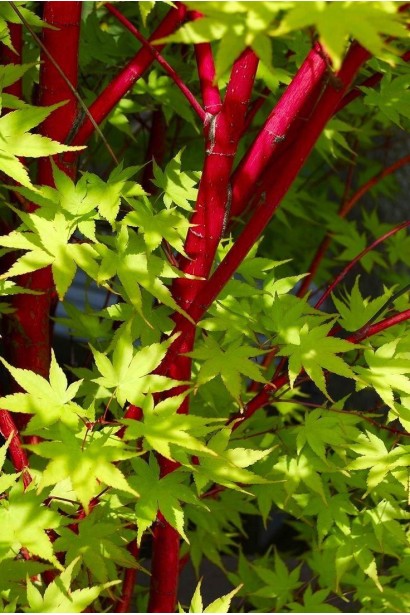 Клен Сангокаку (Acer palmatum 'Sangokaku') с коралловыми ветвями в саду.